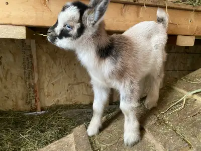 Adorable Bucklings(8 total) born Jan. 8th, 9th and 12th. All healthy and happy. 6 polled, 2 disbudde...