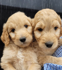 F1 Goldendoodles Coming Soon!