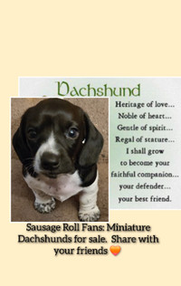 Miniature Dachshund Male Puppy: Sausage Roll Fans