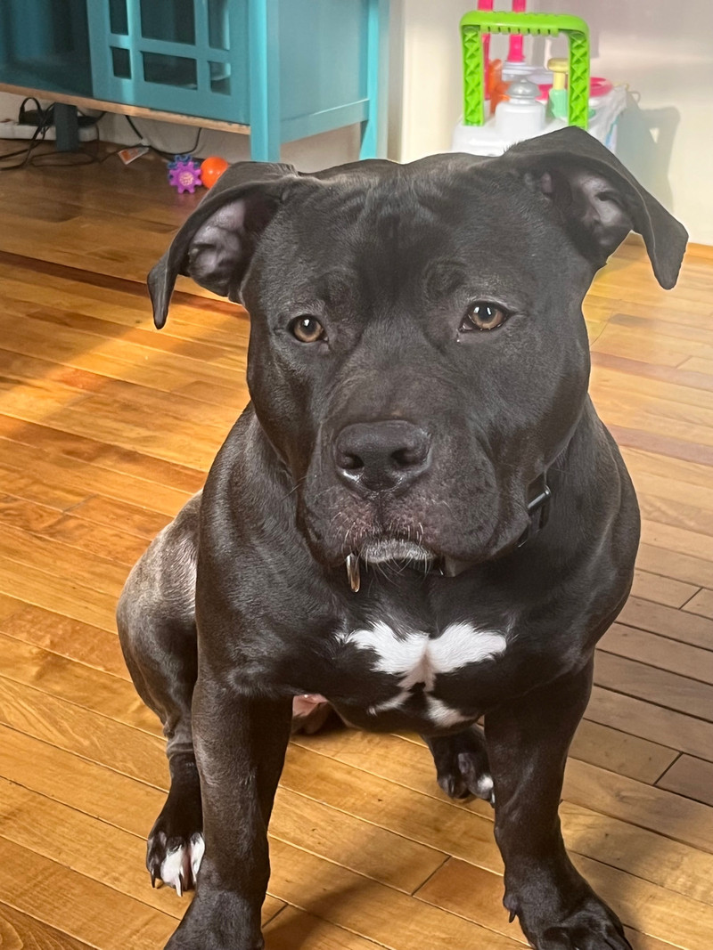UKC Registered American bulldog Dogs & Puppies for Rehoming Owen