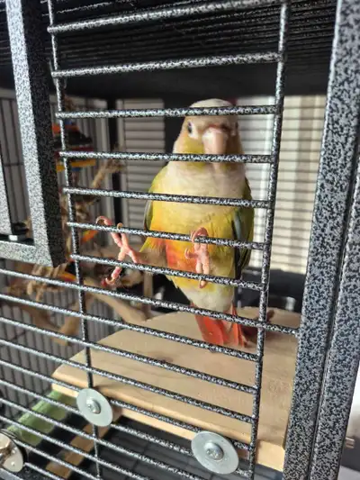 charmante petite conure, View more