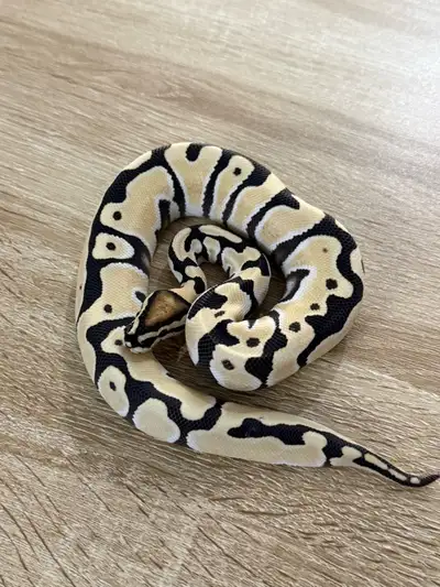 orange dream desert ghost het clown 200g female baby! She is eating well ! Good project for desert c...