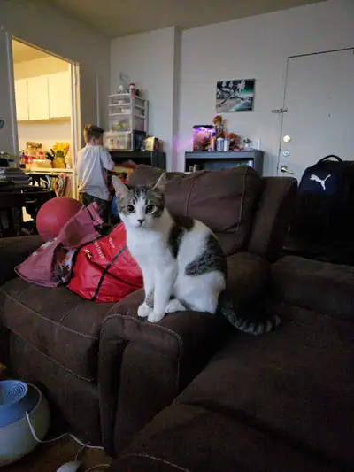 ragdoll x siberian , View more