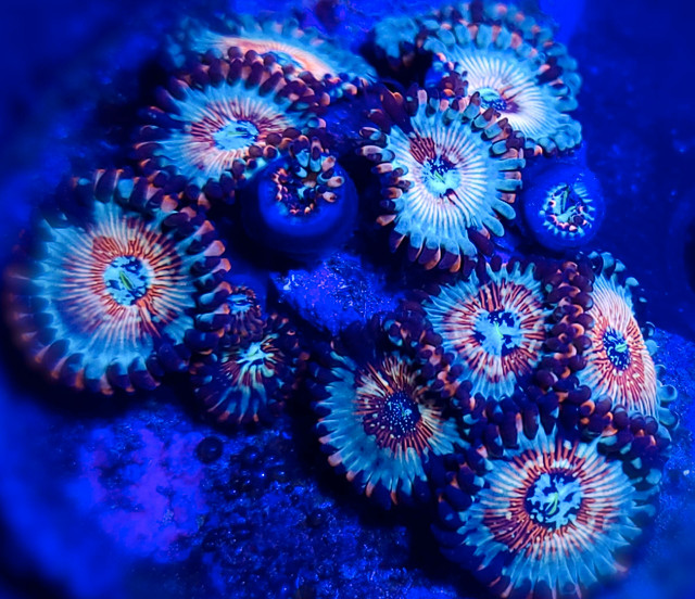 Seduction Zoas - Saltwater Coral in Fish for Rehoming in Calgary
