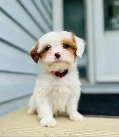 Shorkie/Cavalier Puppies, View more
