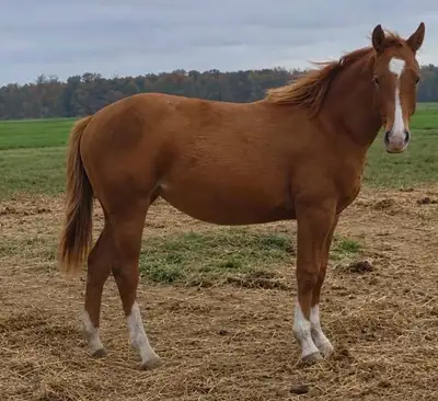 AQHA long yearling filly , View more
