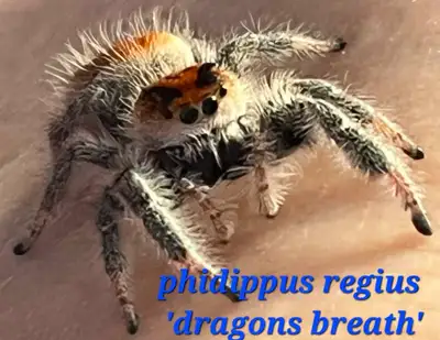 phidippus regius 'dragon breath' jumping spider, View more