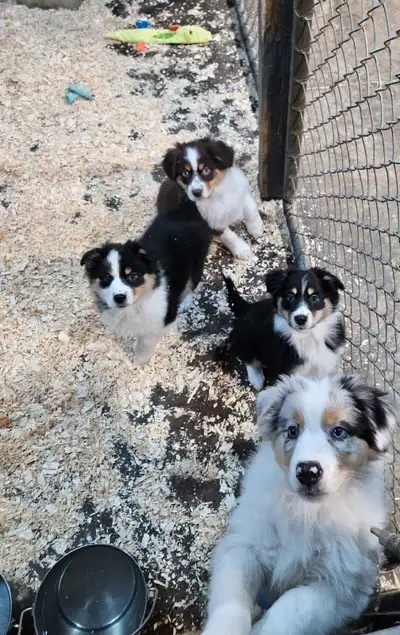 Garcon 3 reserved Fille 3 reserved Fille 1 reserved Beautiful Australian shepherd born dec 14th and...