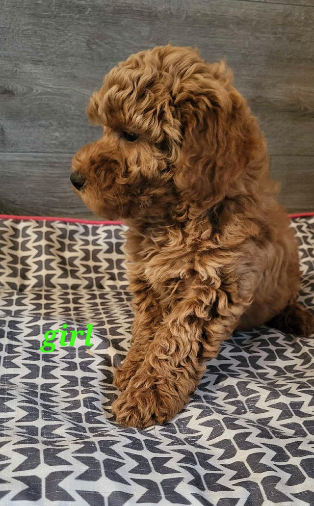 Miniature poodle puppy (1 left) in Dogs & Puppies for Rehoming in Winnipeg - Image 3