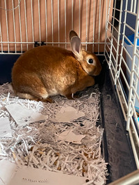 Rex rabbit for rehoming with cage