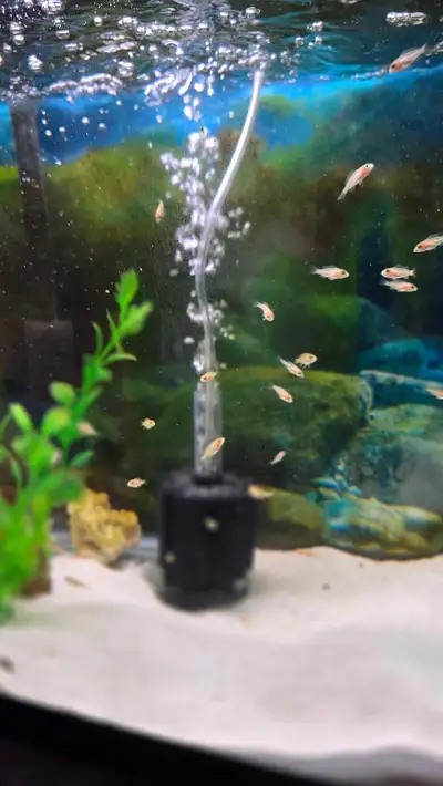 baby cichlids (african peacock/OB), View more