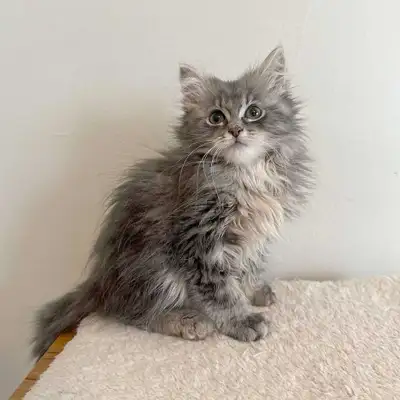 Hi I am looking for a nice family for my beautiful kitten They arw super gorgeous and cute Used to e...