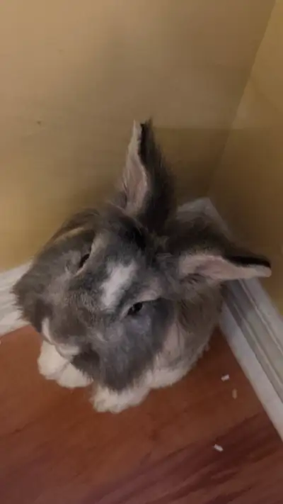 Lion Head Rabbit For Sale!, View more
