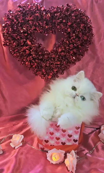 Purebred Registered Persian Kittens, View more