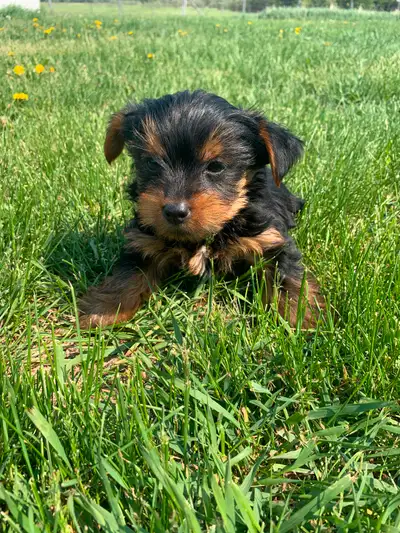 One purebred boy looking for his forever home. Born April 7. He is used to cats and bigger dogs. He...