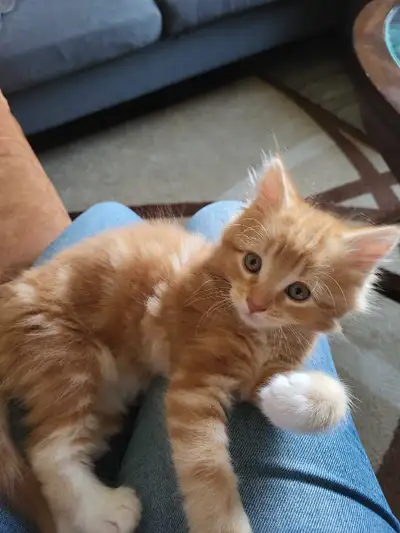 1 orange male kitten, View more