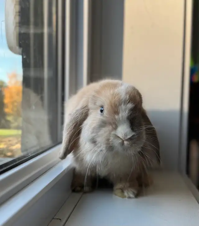 Blue eyed, purebred, holland lop bunny | Small Animals for Rehoming ...