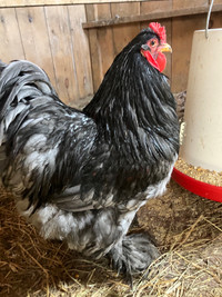 Gorgeous Black Standard Cochin Rooster. 