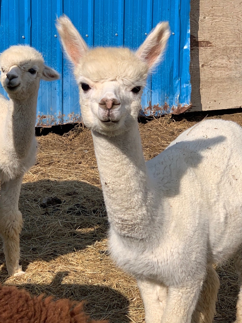 Alpacas for Sale near Vauxhall Livestock Medicine Hat Kijiji