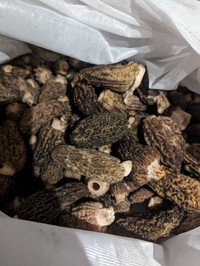 Fresh and dried morels picked three times a week 