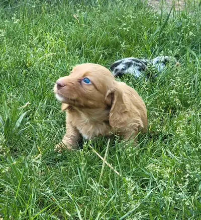 Long hair mini dachshund boy, View more
