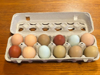 BYM Hatching Eggs and chicks 