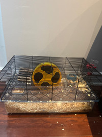 Hamster for sale