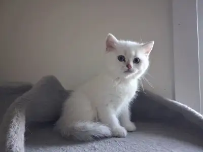 We have a new litter of beautiful British Shorthair kittens available – 1 boy and 2 girls with rare...