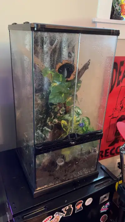 Adult male crested geckos with exoterra enclosures, View more