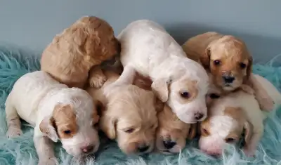 Cockapoo Puppies❤, View more
