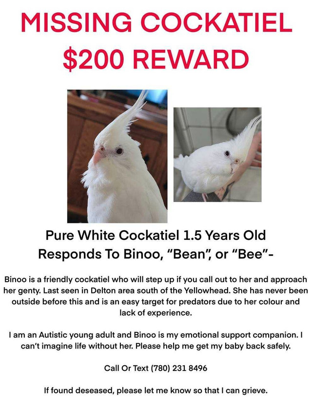 MISSING COCKATIEL $200 REWARD in Birds for Rehoming in Edmonton