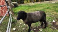 1.5 year proven mix breed sheep ram