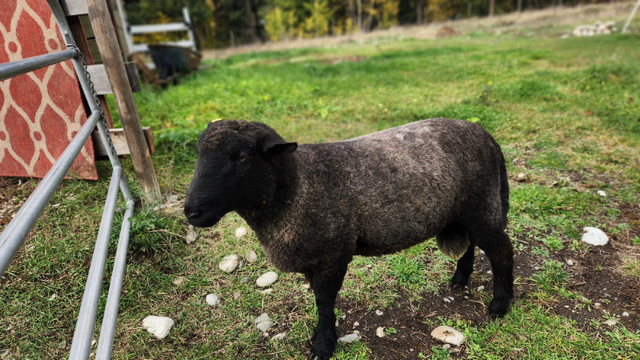 1.5 year proven mix breed sheep ram in Livestock in Kamloops