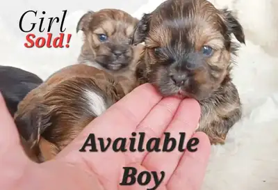 *1 Left* Tiny Shorkie Puppies Available!, View more