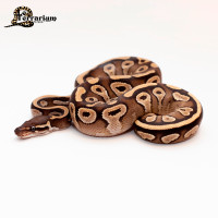 Python royal - Mojave YB - Femelle