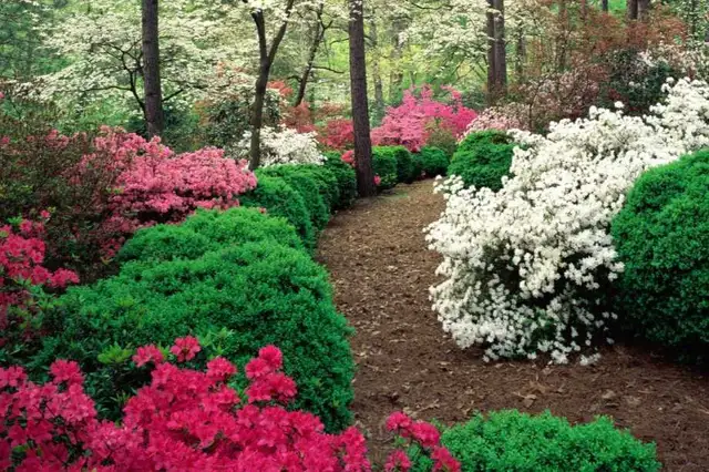 TOP LOCAL EXPERT ARBORIST Call Today: 416 287 8733 in Lawn, Tree Maintenance & Eavestrough in City of Toronto - Image 5