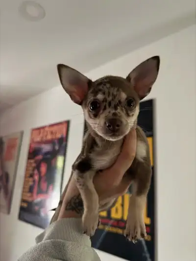 CHIHUAHUA PUPPY (FEMALE), View more