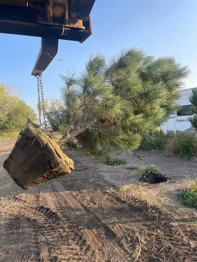 Ponderosa Lodgepole Scott’s pine White spruce American elm Up to 3 trunks in 32” baskets loaded on y...