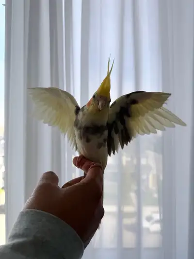 Cockatiel Bird for rehoming, View more