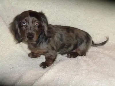Chiweenie. 3/4 Mini Long Haired Dachshunds- 1/4 Long Haired Chih, View more