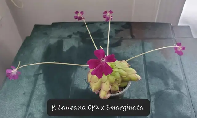 Pinguicula Laueana CP2 X Emarginata butterwort carnivorous plant in Plants, Fertilizer & Soil in City of Toronto - Image 4