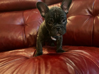 French bulldog puppies ready for their forever home
