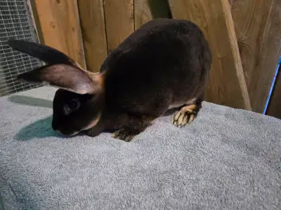 Purebred Standard Rex Rabbits, View more