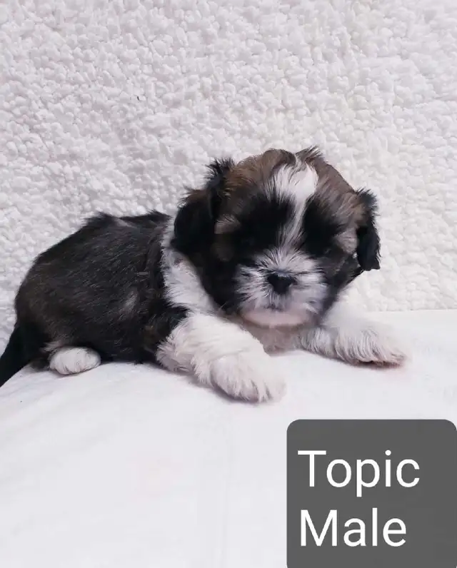Shih tzu puppies (do not reply to this ad) in Dogs & Puppies for Rehoming in Winnipeg - Image 4