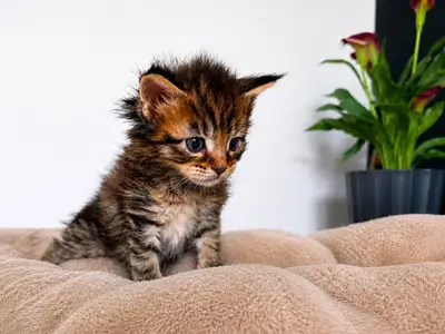 chaton Maine Coon, View more