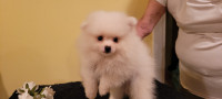 Chiot pomeranien male