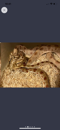 Female proven breeder Hognose snake for sale