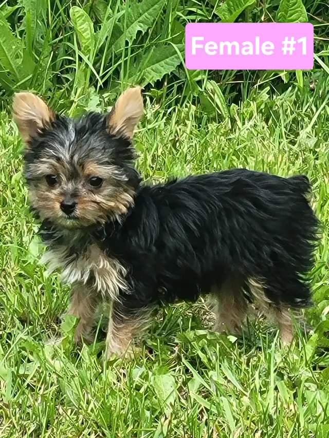 Unique Yorkie puppys in Dogs & Puppies for Rehoming in Stratford - Image 5