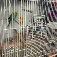 5 Budgies and cage for sale