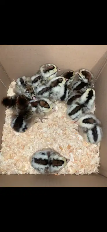 Pure bred groningers, such lovely little birds and incredibly rare, they’re hardy and cheap to feed....